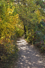 Fototapeta premium Footpath in autumn forest