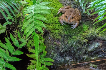 Common Toad in Natural Swamp