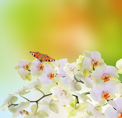 Butterfly on beautiful flower orchid.Spring season