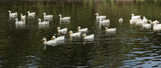 white geese on the pond