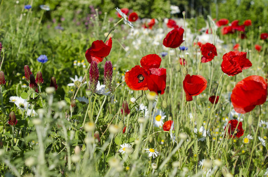 Mohnblumen - Kornblumen - Sommerzeit