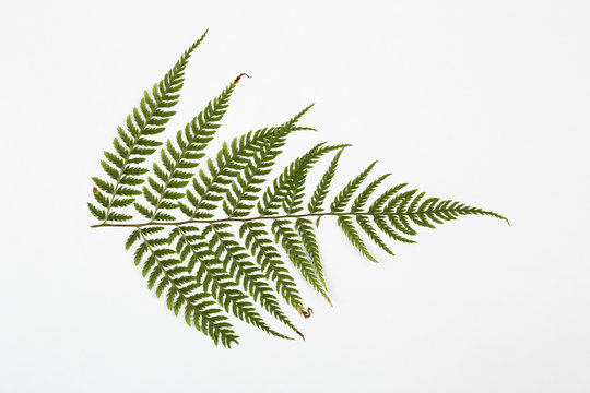 Fern Herbarium On White