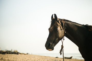 Beach horse headshot