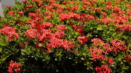 Fototapeta na wymiar Red Flower Bush