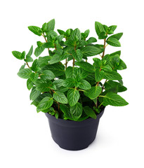 Fresh mint plant in a black pot