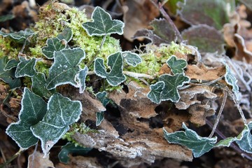Prove d'inverno, edera brinata