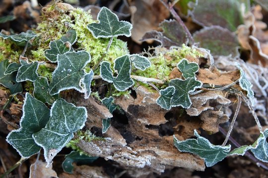 Prove d'inverno, edera brinata