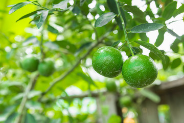 Green lime hanging on the tree in garden