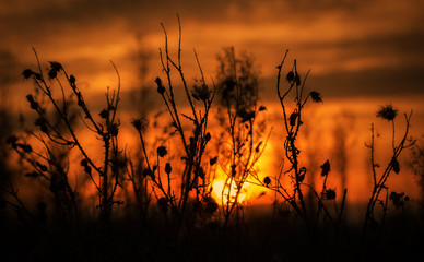 Obraz premium Plant silhouette in the nature