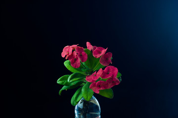 Fototapeta premium Euphorbia milli dark blue background
