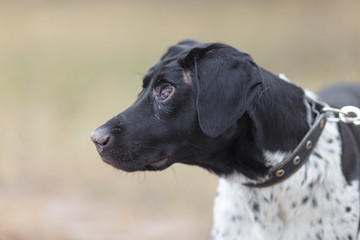 a large portrait of a blind dog breed Pointer