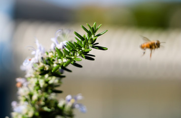 Rosemary with a honey bee in the background