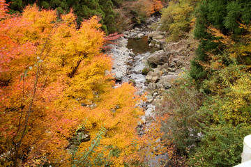剣山スーパー林道の秋