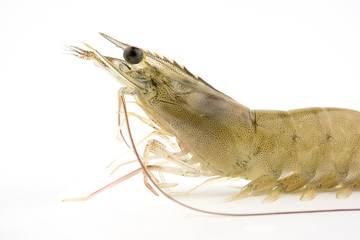 Raw shrimp head isolated