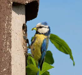 Blaumeise mit Made am Nistplatz