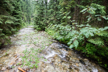 mountain river in summer