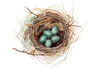 Naklejka na ściany i meble Hand painted watercolor thrush's nest with eggs isolated on white. Aquarelle nature illustration.