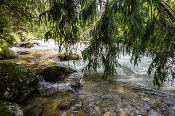mountain river in summer