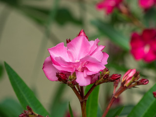 Nerium oleander