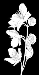 white jasmine spring branch sketch