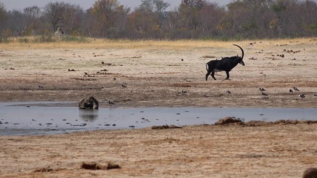 Antelopes (4K footage) in the African Savanna (Hwange National Park, Zimbabwe)