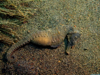 Sea horse