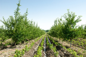 fruit and apple trees on a ridge in a row in the open air