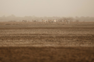 wild asses in the desert little rann of kutch, males fight, mating time, little rann of kutch,...