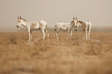 wild asses in the desert little rann of kutch, males fight, mating time, little rann of kutch, nature habitat, indian gujarat, indian wildlife, very rare species
