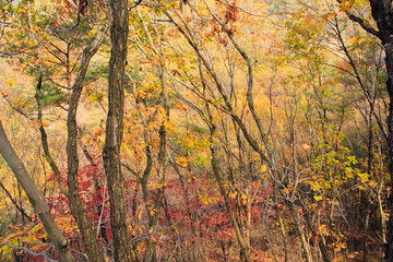 Golden fall foliage lush / Golden fall foliage lush by the autumn landscape of the mountain in Korea 