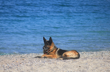 dog on the sand in front of the sea