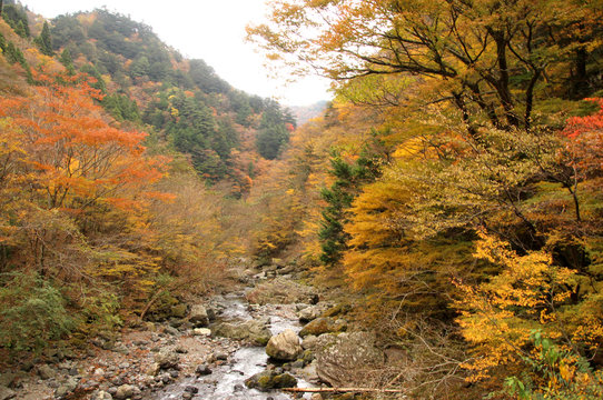 剣山スーパー林道の秋