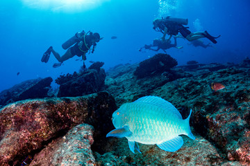 Parrot fish underwater in cabo pulmo mexico national park