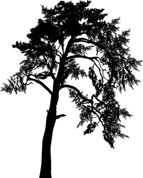 black pine large single silhouette isolated on white
