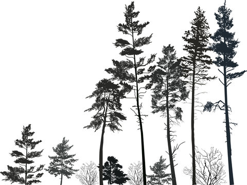 high pine forest black silhouettes on white