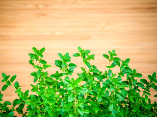 Closeup lemon thyme leaves from the herb garden. Thymus citriodo