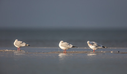 möwentrio am meer