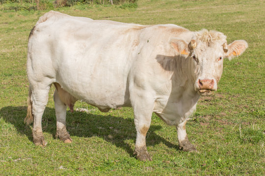  vache charolaise au pâturage