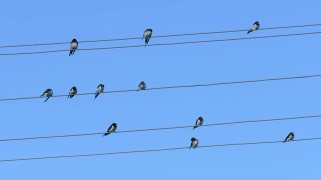 Many swallows sitting on a wire
