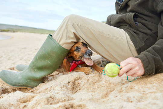 Man and pet dog sitting on beach, Constantine Bay, Cornwall, UK