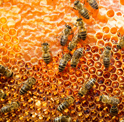 Working bees on honeycomb