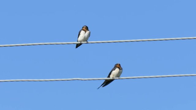 Two swallow sitting on a wire