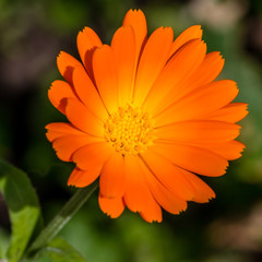 close up of an orange calendula
