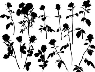 thirteen black isolated roses