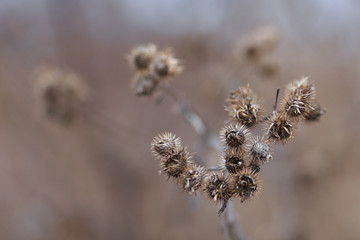 spines thistle in the morning sunlight autumn.