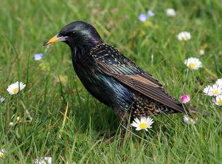 Starling (Sturnus vulgaris) foraging in a summer meadow with daisies.