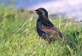 Eurasian Starling (Sturnus vulgaris) foraging in a meadow in spring