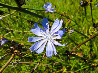 Common chicory flowers (Cichorium intybus) on a meadow © ihorbondarenko