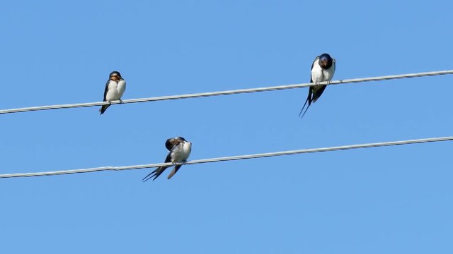 Many swallows sitting on a wire