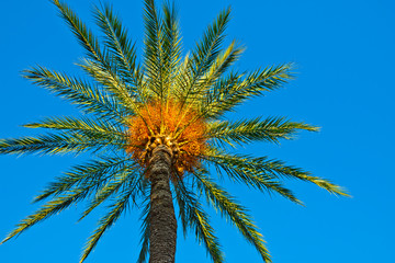 Date palm against clear blues sky lit by golden sun beams, low-angle shot, background, wallpaper